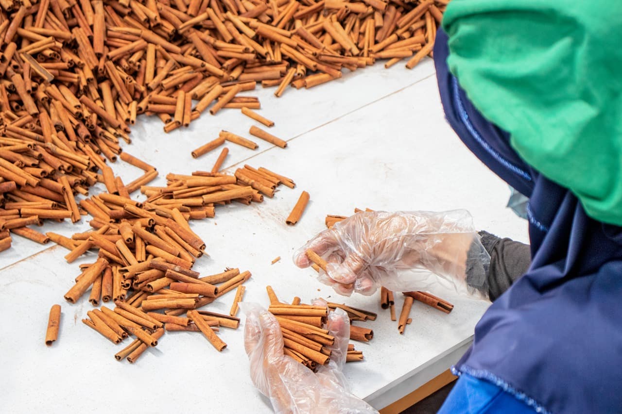 Worker hand-sorting cinnamon sticks